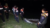 MUSTAFA AKKUŞ - Kaçak Avlanan 10 Ton İnci Kefali Suya Geri Bırakıldı