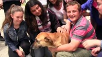 YARDIM KAMPANYASI - (Özel) Öğrenciler Kanserli Köpeği Tedavi Ettirdi