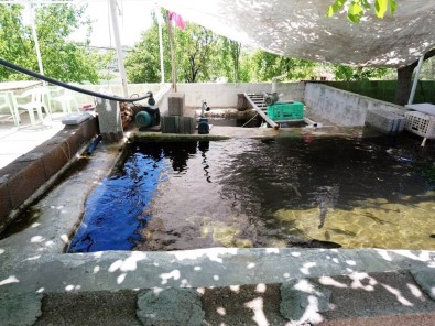 Suyu Boşaltılan Tesiste 400 Kilo Balık Telef Oldu