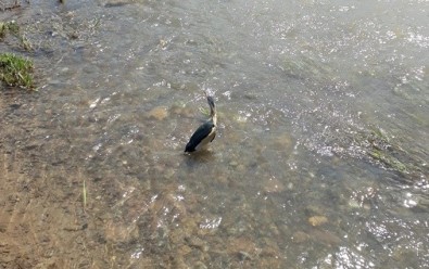 Yaralı Hayvanlar Tedavi Edilip, Doğal Ortamına Bırakıldı