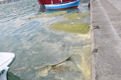 Gerze'de Liman İçinde Yosun Ve Çöp Kirliliği