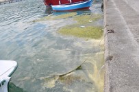 Gerze'de Liman İçinde Yosun Ve Çöp Kirliliği Haberi