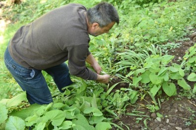 İlaç Sanayinin Gözdesi Kardelen Soğanı Artvin'de Sökülmeye Başlandı