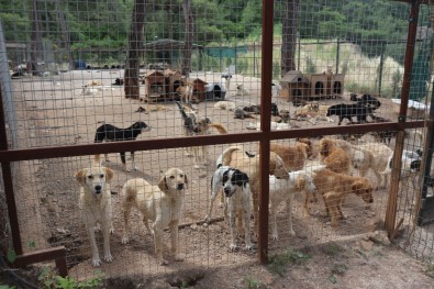 MAHAYKO Başkanı Onur Açıklaması 'Sosyal Medyada Linç Kampanyası Yürütülüyor'