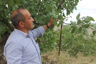 Siirt'te Yağışlardan En Büyük Zararı Fıstık Bahçeleri Gördü