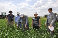 TOPRAK MAHSULLERI OFISI - Tarım Ve Orman Müdürü Sever, 'Süne-Sürvey' Çalışmalarını İnceledi