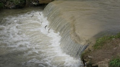 Uçan Balıklar Bu Kez Şehir Merkezine Göç Etti