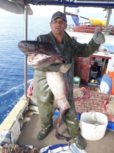 Antalyalı Balıkçı 1 Metre Uzunluğunda Dev Sardalya Yakaladı