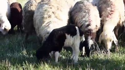 Çobanların Ramazanda Zorlu Mesaisi