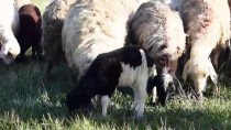 HIKMET AYDıN - Çobanların Ramazanda Zorlu Mesaisi