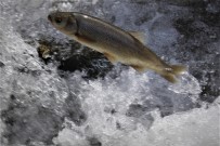 VAN GÖLÜ - Göç Eden Balıkların Önündeki Engeller Temizlendi