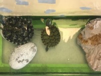 KÜRESEL ISINMA - Minikler, 23 Mayıs Dünya Kaplumbağalar Gününü Kutladı