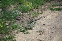 İBRAHİM HAKKI - Oltu'da Hopa Engereği Görüldü