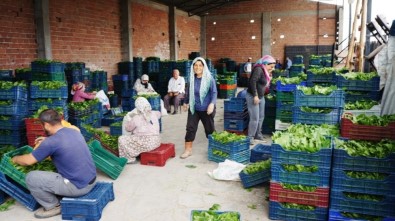 Sarıgöl'de Bağ Yaprağı Piyasası Canlandı