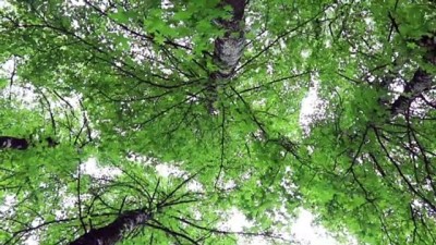 Sığla Ormanları Bilim İnsanlarını Bekliyor