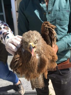 Van'da Yaralı Kara Çaylak Kuşu Tedavi Altına Alındı