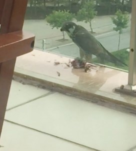 Bir Binanın Balkonunda Yırtıcı Kuş, Güvercini Yedi