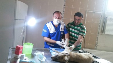 Hakkari'de 202 Sokak Hayvanına Kuduz Aşısı Yaptırıldı
