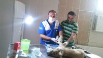 FATİH ÇİFTÇİ - Hakkari'de 202 Sokak Hayvanına Kuduz Aşısı Yaptırıldı
