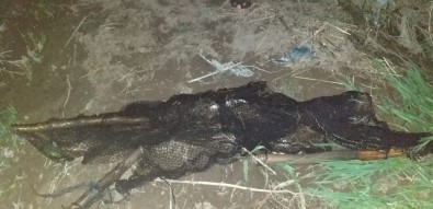 Jandarma 510 Metre Manyat Ağ İle Bin 250 Kilo İnci Kefali Ele Geçirdi