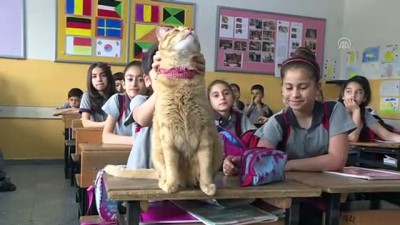 Kedi Tombi'ye Hüzünlü Veda