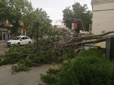 Nevşehir'de Rüzgar Ağaçları Devirdi