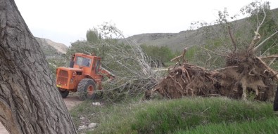 Sivas'ta Kuvvetli Rüzgar Ağaçları Kökünden Söktü