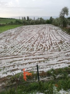Amasya'da Doludan Zarar Gören Tarım Arazilerinde Hasar Tespit Çalışmalarına Başlandı