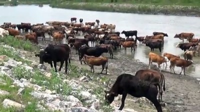 Muş'ta Hayvanların Nehirdeki Yolculuğu