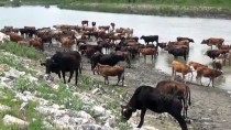 YEŞILCE - Muş'ta Hayvanların Nehirdeki Yolculuğu
