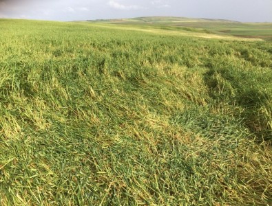 Sungurlu'da Ekili Arazileri Dolu Vurdu