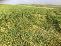 YAĞAN - Sungurlu'da Ekili Arazileri Dolu Vurdu