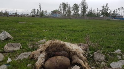 Yüksekova'da Başıboş Köpekler 18 Keçiyi Telef Etti
