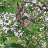 Diyarbakır'da Nesli Tükenmekte Olan Boynuzlu Baykuş Görüldü