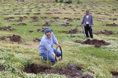 Kadın Girişimci Türkiye'nin En Büyük İpek Böceği Üretimi İçin Dut Bahçesi Kurdu