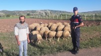 Kayıp Olan Koyunları Jandarma Buldu Haberi