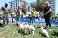 ÇIĞLI BELEDIYESI - Hayvanseverler Patili Dostlarıyla Buluştu