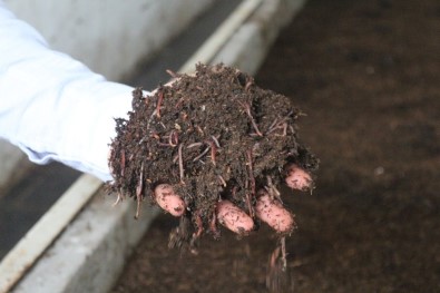 'Solucan Gübresi İşinden Ayda 10 Bin TL Gelir Elde Etmek Mümkün'