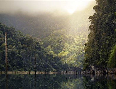 Amazon'daki orman kaybı yüzde 20 arttı
