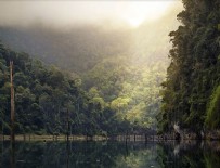 AĞAÇ KESİMİ - Amazon'daki orman kaybı yüzde 20 arttı