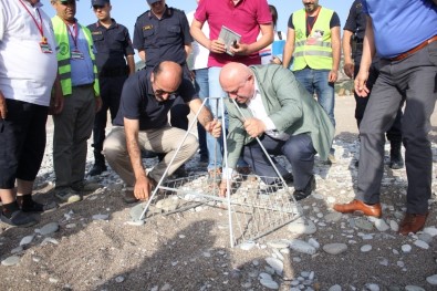 Çıralı'da İlk Caretta Caretta Yuvası Törenle Numaralandırıldı