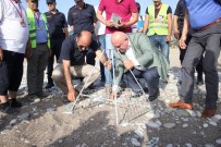 HÜSEYIN KARAMEŞE - Çıralı'da İlk Caretta Caretta Yuvası Törenle Numaralandırıldı