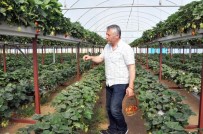 BENZIN - Jeneratör İle Topraksız Tarım Yapıyor