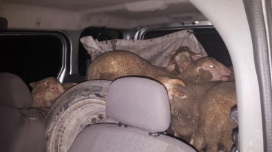 Küçükbaş Hayvan Hırsızları Yakalandı