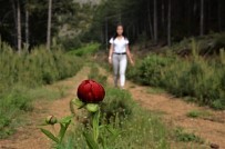 AHMET AYDIN - (Özel) Ender Görülen 'İtecik Lalesi' Denizli'de Bulundu