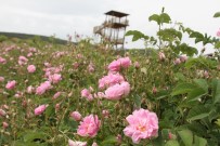 KıNA GECESI - Türkiye'nin Çiçek Bahçesi Isparta'da Kırsal Turizm Refahı
