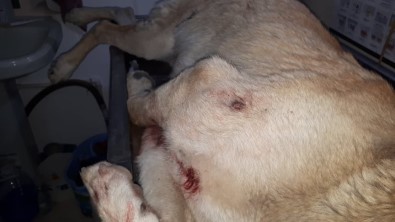 Darp Edilip Silahla Vurulan Köpek Tedavi İçin İstanbul'a Gönderiliyor