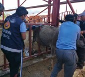 Demir Parmaklıklara Sıkışan İnek Kurtarıldı