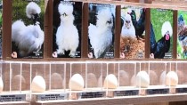 KÖPEK BALIĞI - 'Dünya Tavukları Ve Yumurta Sergisi' Açıldı