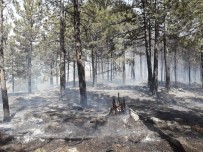 ŞENYAYLA - Muğla'da Sezonun İlk Yangınına Havadan Ve Karadan Müdahale Ediliyor